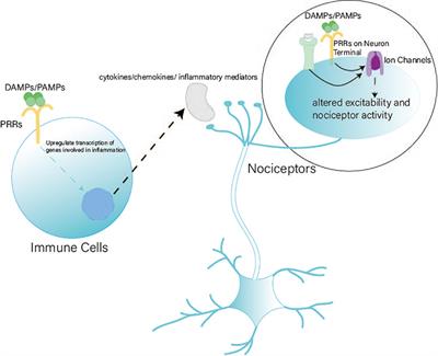 Mechanism and effects of STING–IFN-I pathway on nociception: A narrative review